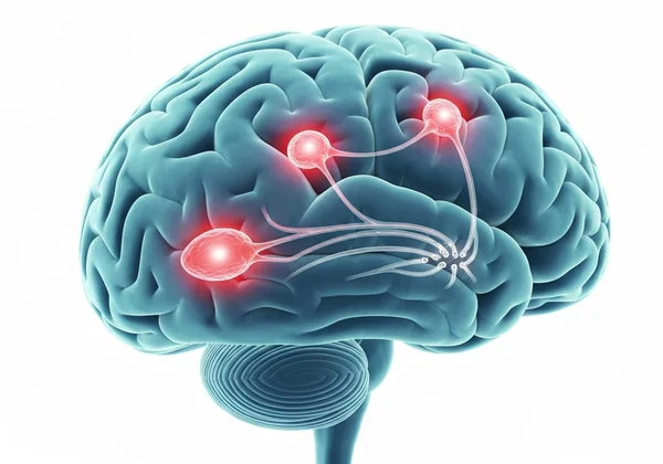 Brain scan showing amygdala and prefrontal cortex activity